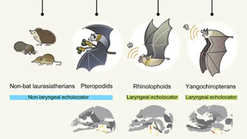 コウモリ類の超音波器官の進化発生学：エコーロケーションの進化的起源
