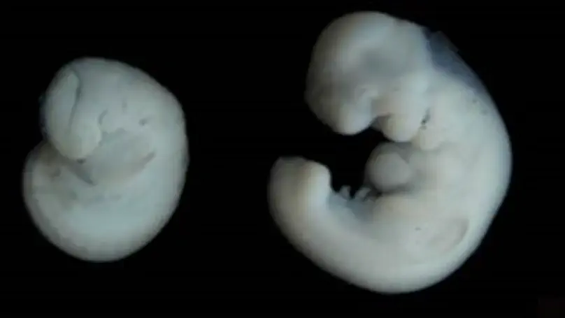 胎子期四肢形成プロセスから捉えるコウモリ類の飛行・繫殖生態の進化