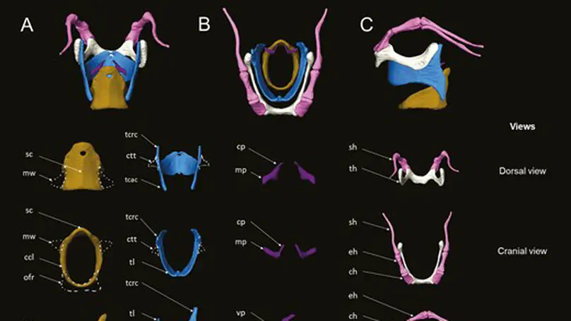 Comparative anatomy of the vocal apparatus in bats and implications for the diversity of laryngeal echolocation