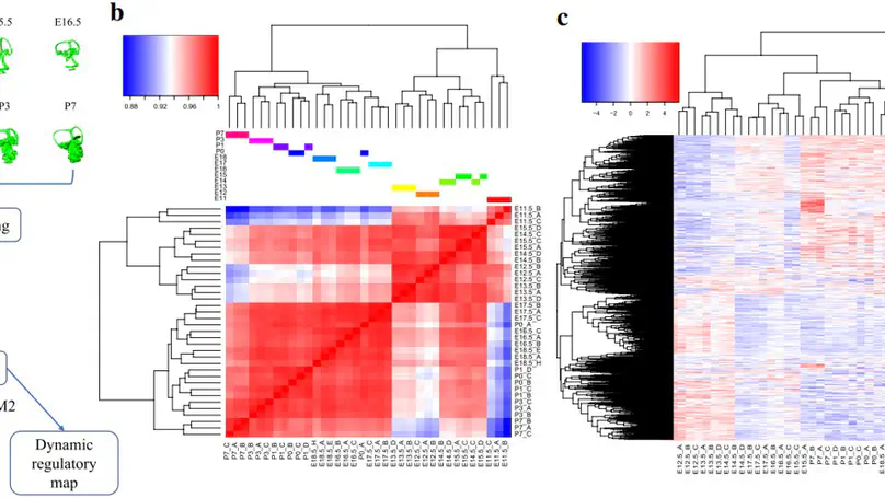 Temporal and regulatory dynamics of the inner ear transcriptome during development in mice