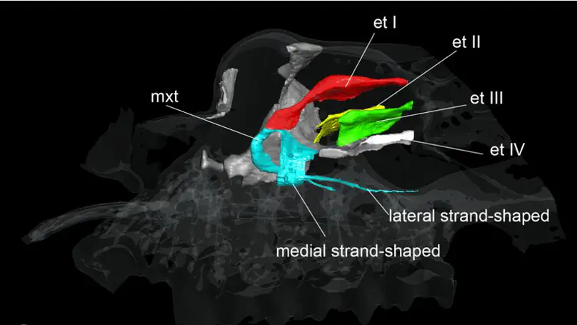 On the embryonic development of the nasal turbinals and their homology in bats