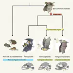 Embryonic evidence uncovers convergent origins of laryngeal echolocation in bats