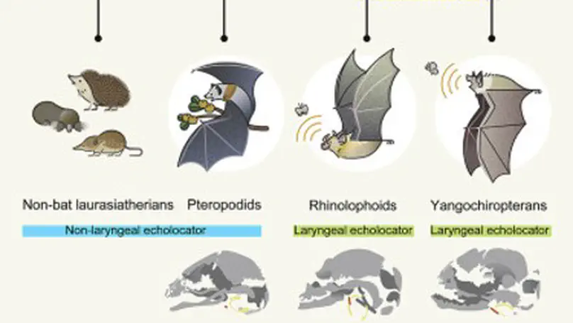 Embryonic evidence uncovers convergent origins of laryngeal echolocation in bats
