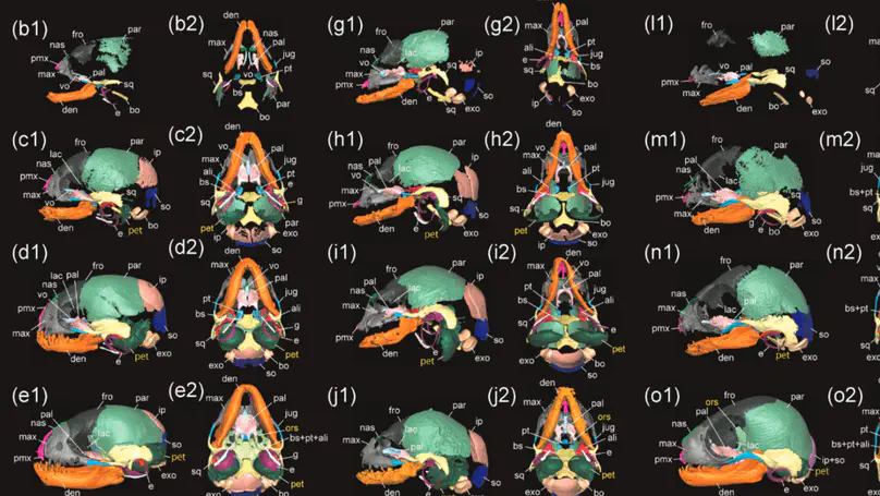 On the sequence heterochrony of cranial ossification of bats in the light of Haeckel's recapitulation theory
