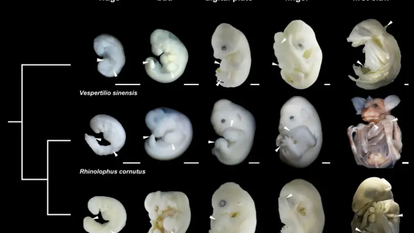 Timing of organogenesis underscores the evolution of neonatal life histories and powered flight in bats