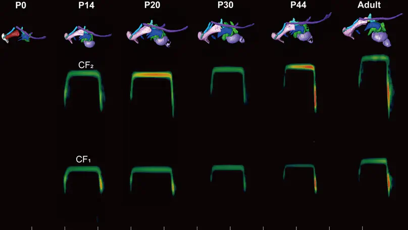 Development of the hyolaryngeal architecture in horseshoe bats: Insights into the evolution of the pulse generation for laryngeal echolocation